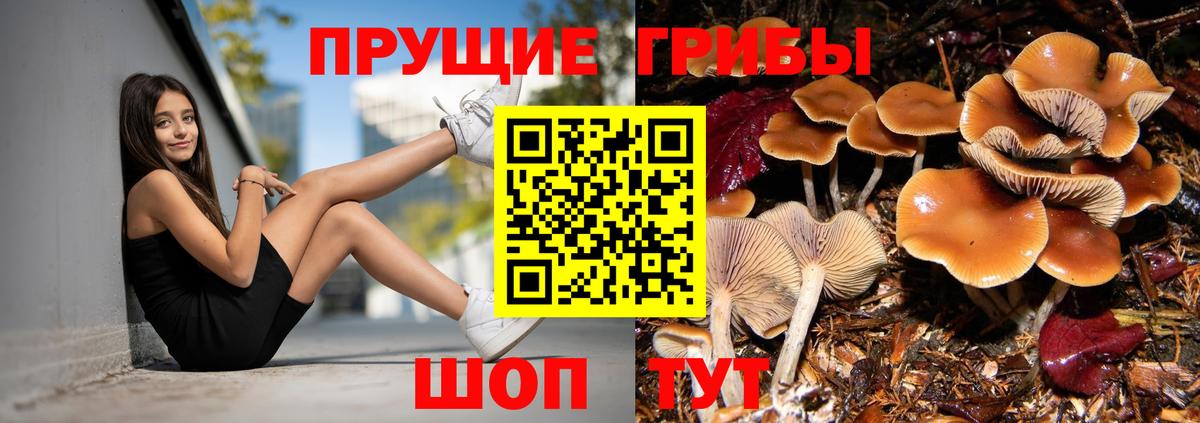Псилоцибиновые грибы мицелий Острогожск