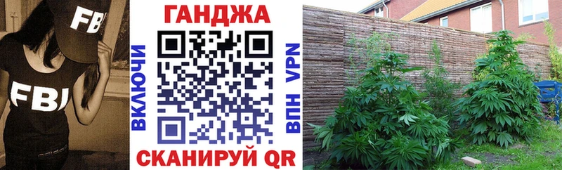 Конопля сатива  Острогожск 